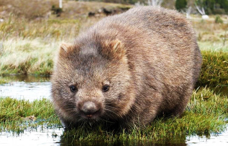 Cuál es la alimentación del wombat – Sooluciona