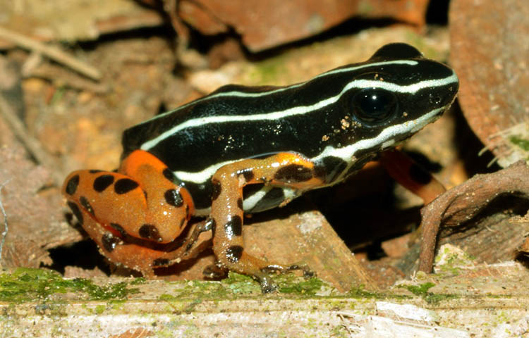 Rana venenosa amazonica