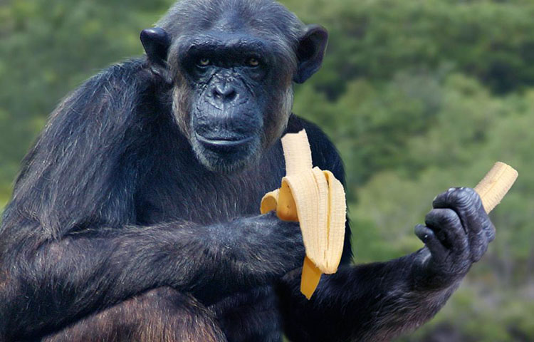Cuál es la alimentación del chimpancé