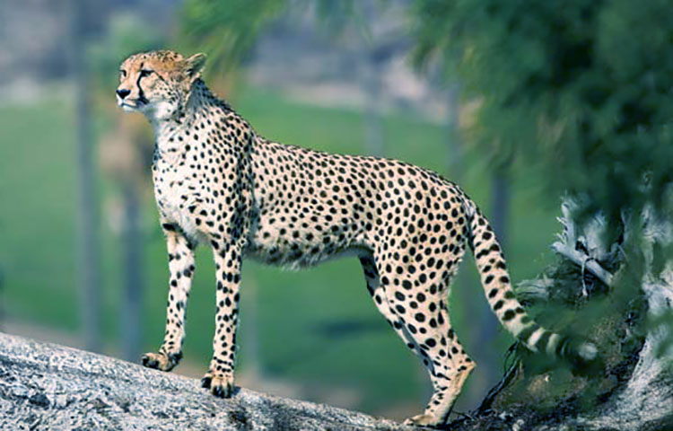 anatomia del guepardo