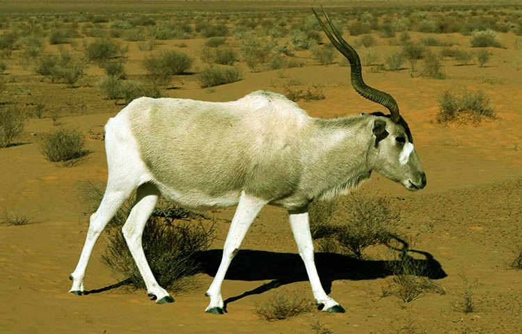 antilope addax