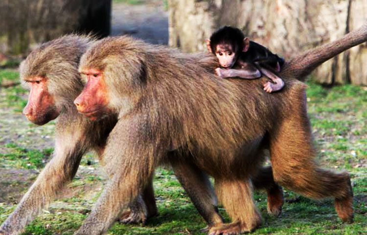 Reproducción del babuino