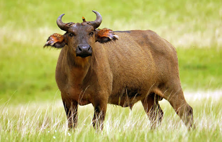 bufalo africano de bosque