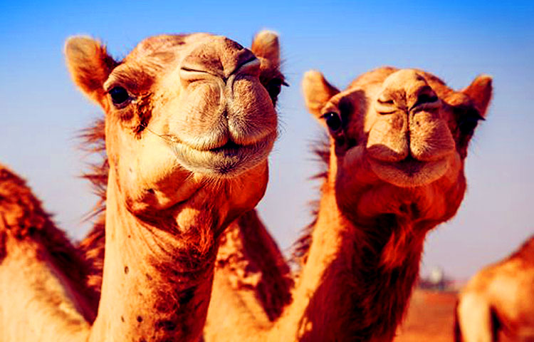 Cómo y dónde viven los camellos