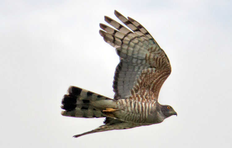 caracteristicas del baza africano