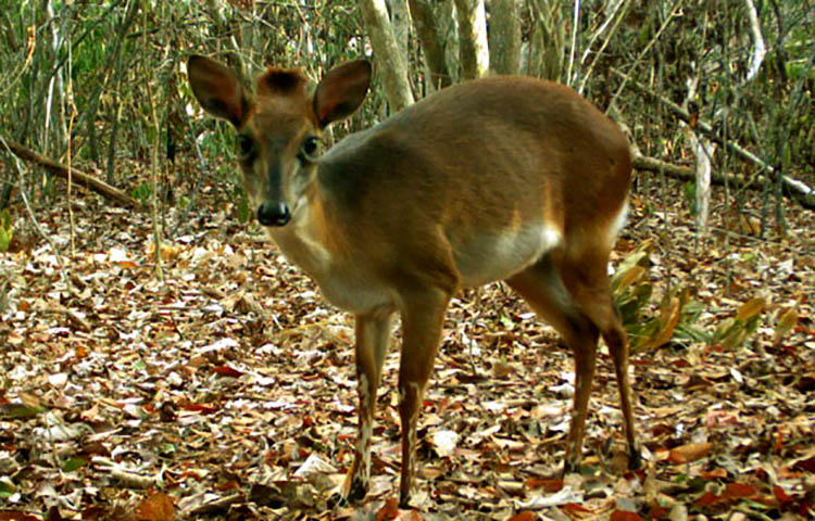 caracteristicas del duiker de Ader