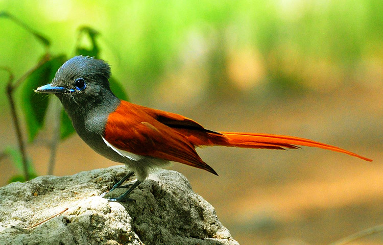 caracteristicas del monarca colilargo africano