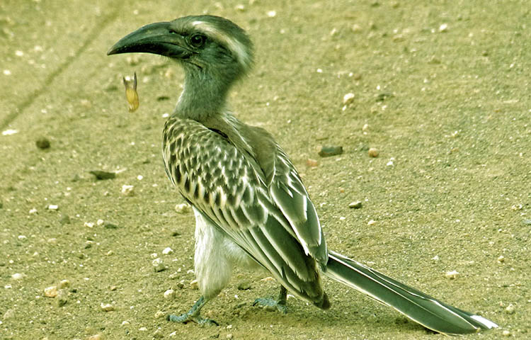 Cuáles son las características del toco piquinegro