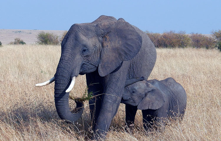 cuanto mide y pesa un elefante africano