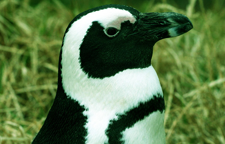 cuanto miden y pesan los pinguinos de El Cabo