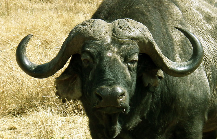 Cuánto mide y pesa el búfalo africano