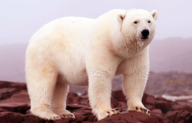 cuanto pesa un oso polar