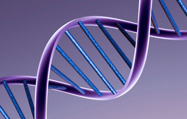 diferencias entre ADN y ARN