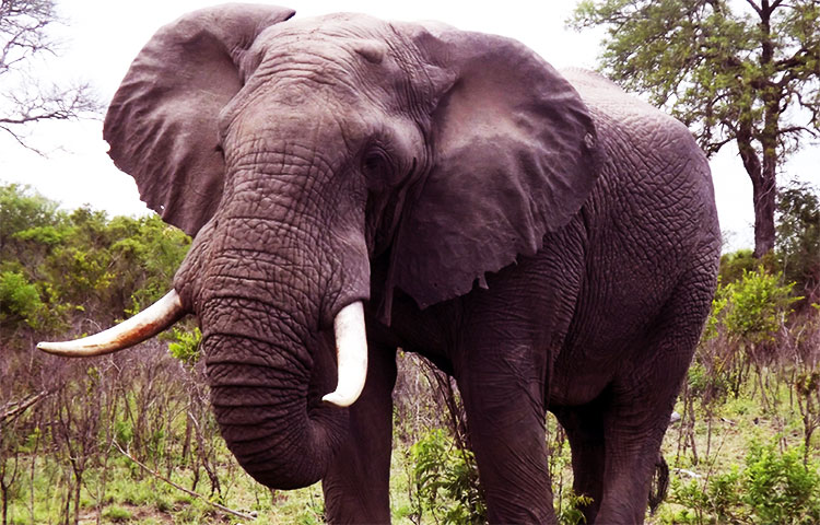 Anatomia del elefante africano de sabana