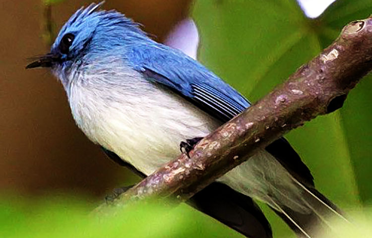 elminia azul africana