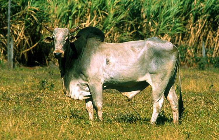 habitat del cebu