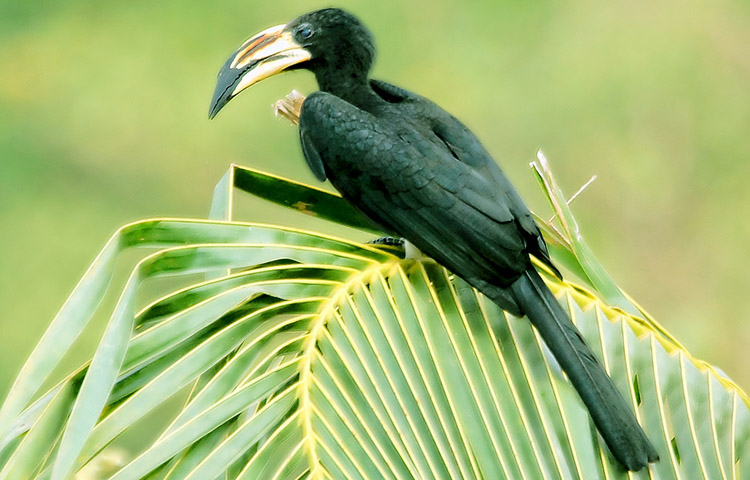 habitat del toco blanquinegro