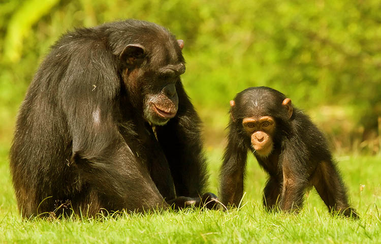 peso y medidas del chimpance