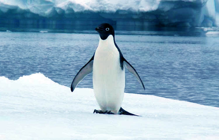 pinguino de Adelaida