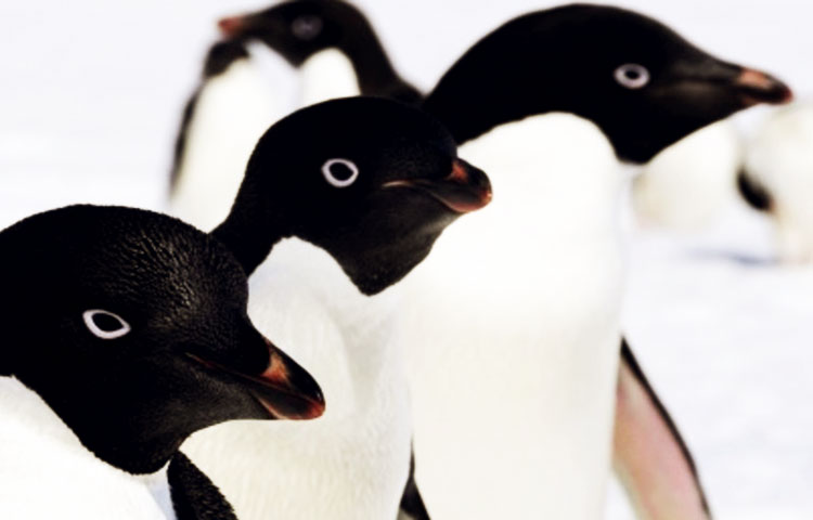 Dónde y cómo vive el pingüino adelaida