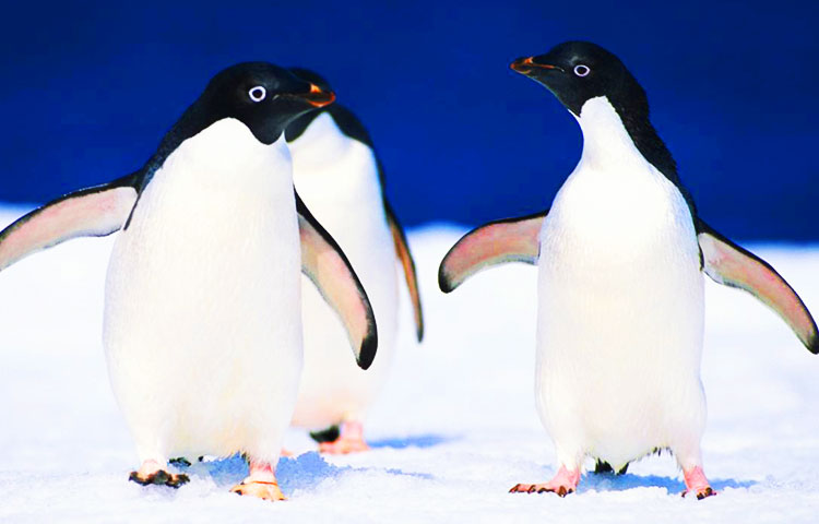 Cómo se reproducen los pingüino adelaida