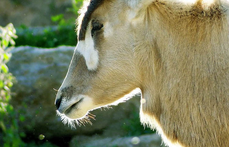 que comen los antílopes Addax