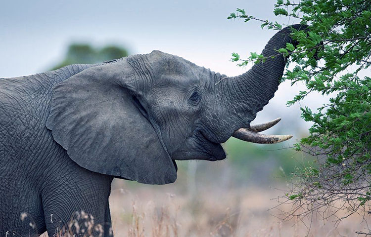 que comen los elefantes africanos