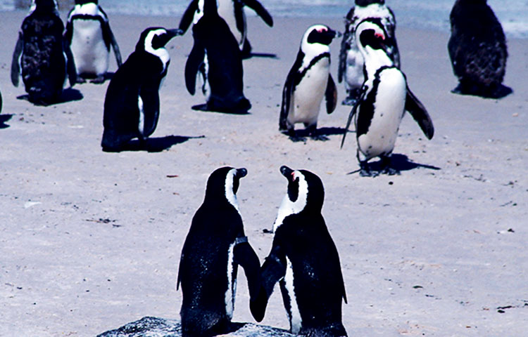 Cómo se reproduce el pingüino africano