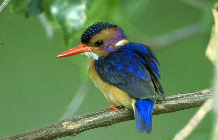 tamaño del martin pigmeo africano