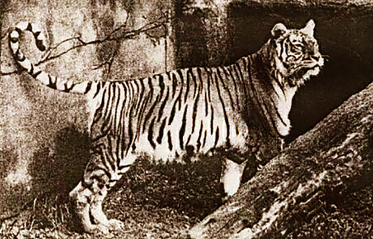 tigre de bali