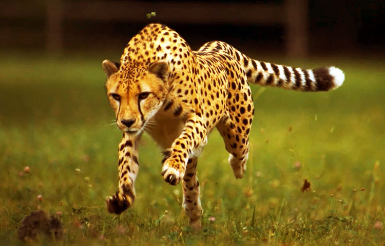 velocidad del guepardo