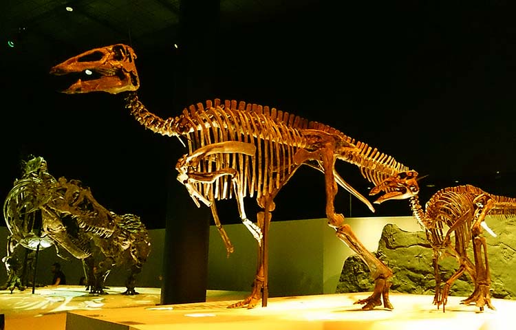 Edmontosaurus