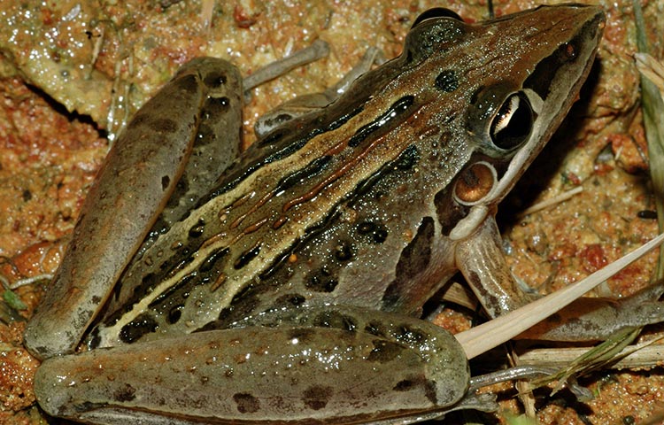 Litoria nasuta