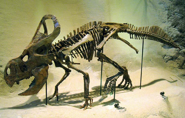 Protoceratops