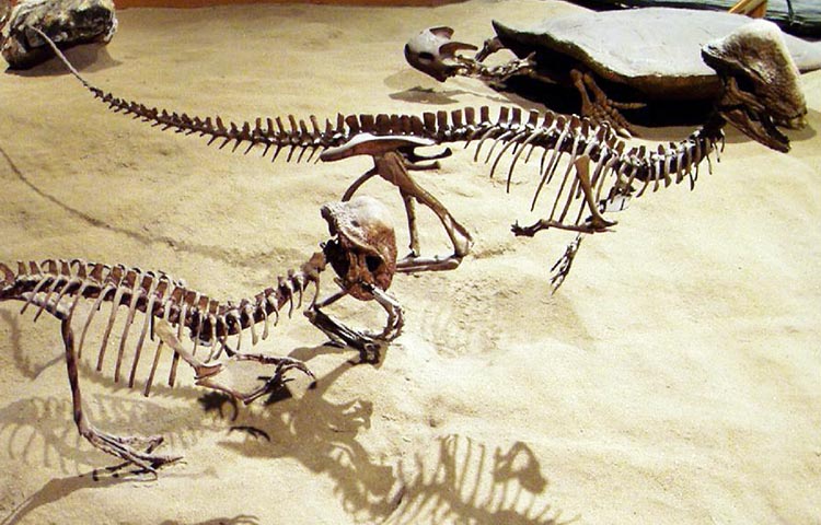 Stegoceras