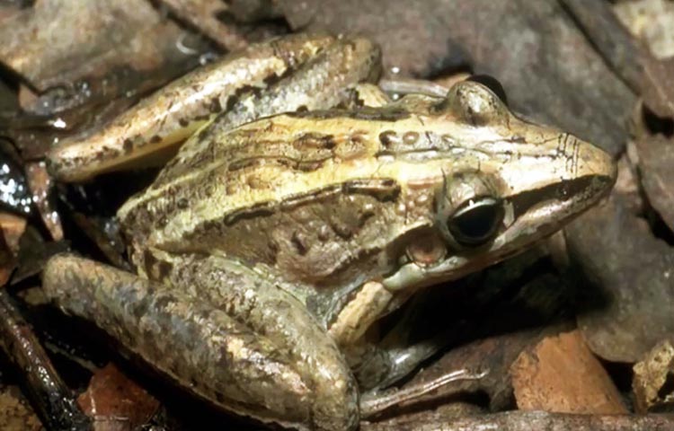 Striped Rocket Frog