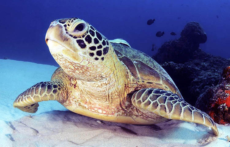 alimentacion de las tortugas marinas