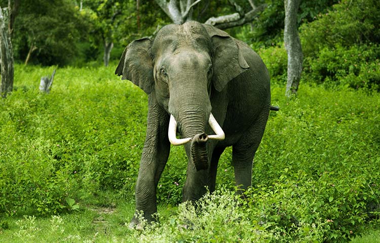 alimentacion de los elefantes de Sri Lanka