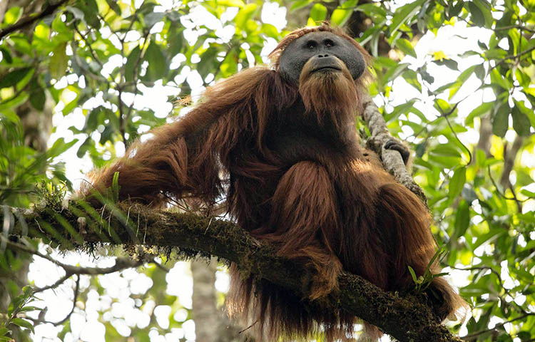 alimentacion de los orangutanes de Tapanuli