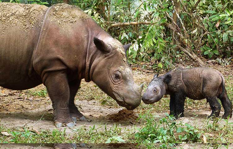 alimentacion de los rinocerontes de Sumatra