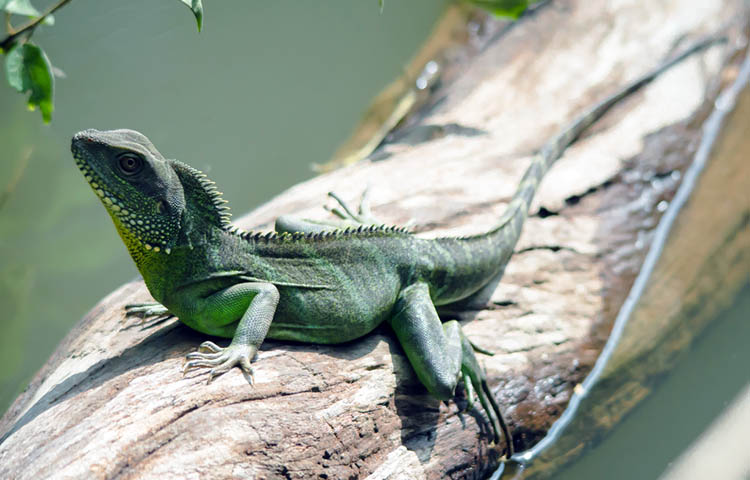 alimentacion del dragon de agua chino