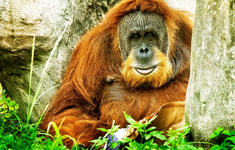 alimentacion del orangutan de Sumatra