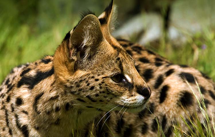 alimentacion del serval