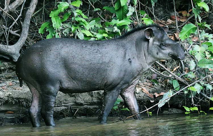 Qué come el tapir – Sooluciona