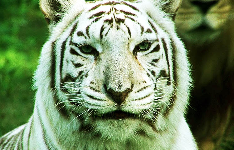 alimentacion del tigre blanco