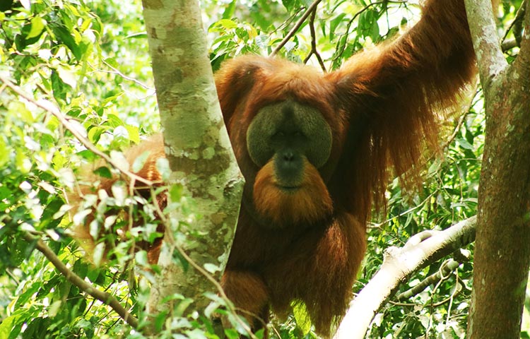 anatomia del orangutan de sumatra
