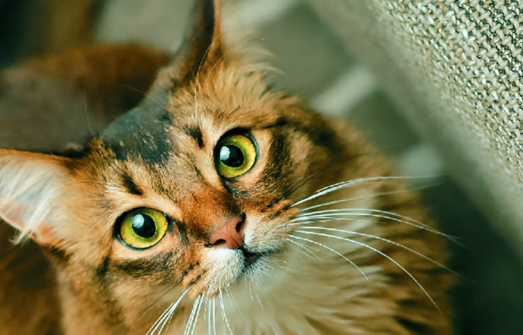 caracter personalidad y temperamento del gato somali