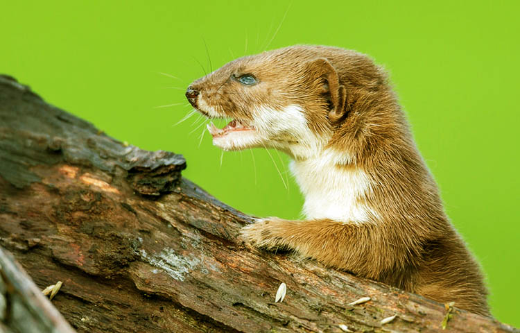 caracteristicas de la comadreja