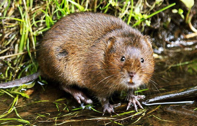 caracteristicas de la rata topera