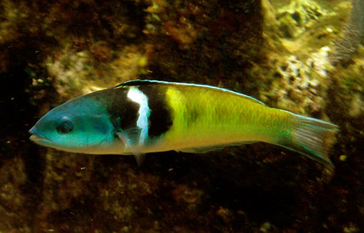 caracteristicas de los peces labridos
